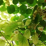 Flori * Koper