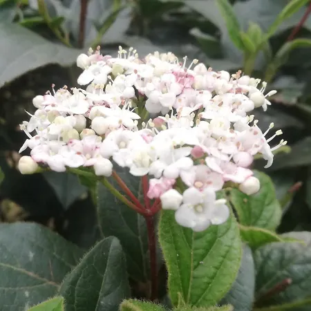 Flori Apartma