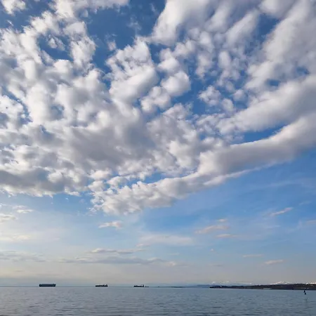 Flori * Koper