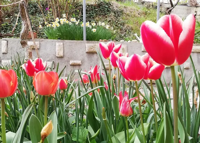 Διαμέρισμα Flori *